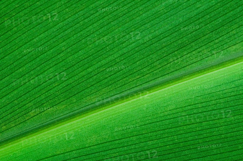 Natural background of green leaf. Close up leaf surface