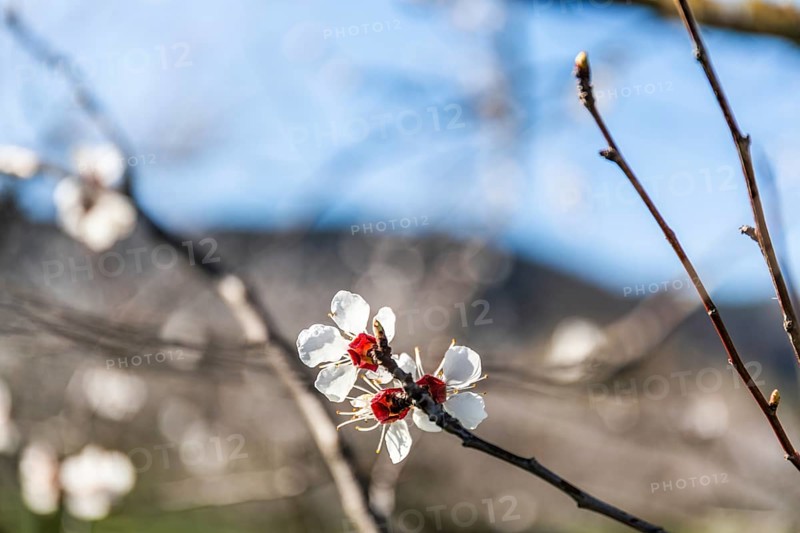 Blue sky, apricot blossom, apricot blossom, Wachau, Lower Austria, Austria