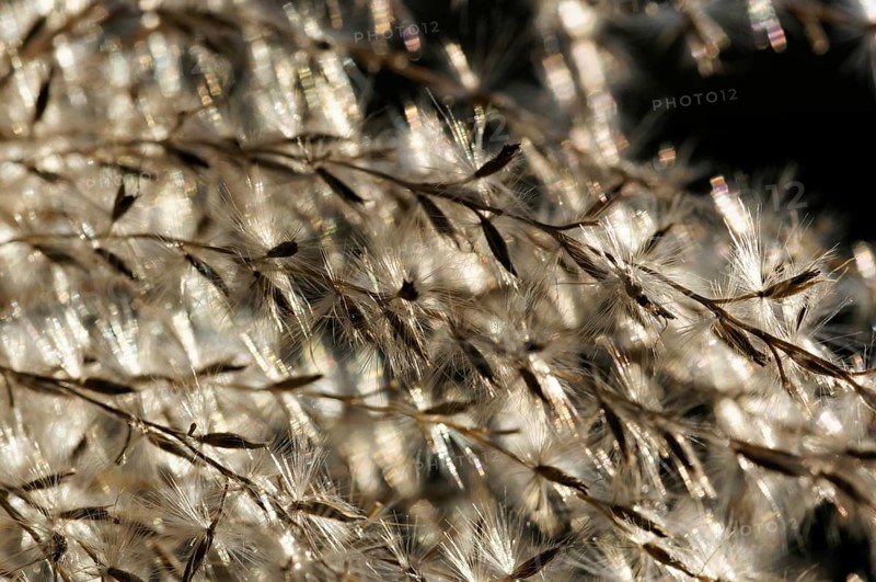 Flower panicles in the wind, Schweinfurt, Germany