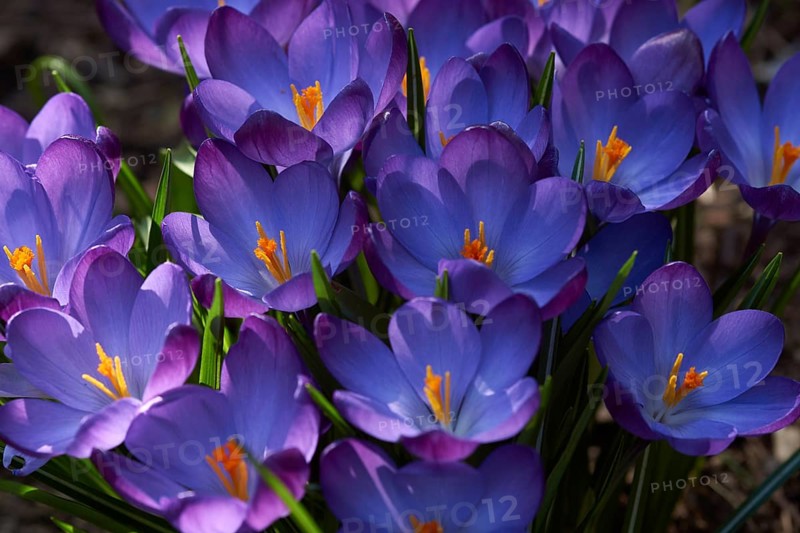 Crocus, Crocus vernus