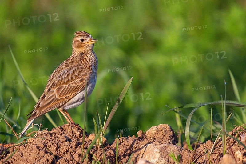 Skylark, Eurasian Sky Lark, Eurasian Skylark, Alauda arvensis, Alouette des champs, Alondra Com?n, Erpolzheim, Bad Dürkheim district, Rhineland-Palatinate, Germany