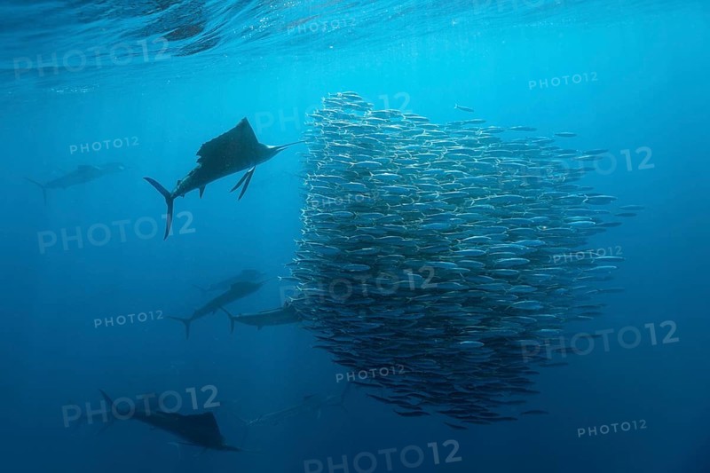 Atlantic fanfish hunting sardines, Istiophorus albicans, Isla Mujeres, Yucatan Peninsula, Caribbean, Mexico