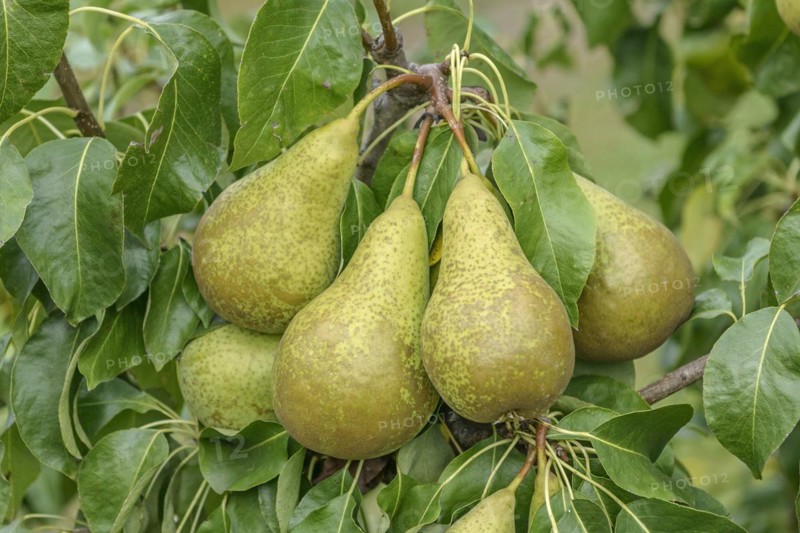 Pyrus communis 'Conference', LA 31, Bundessortenamt Prüfstelle Wurzen, Wurzen, Saxony, Germany