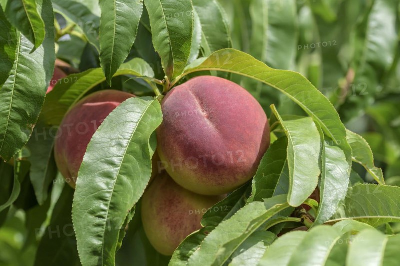 Peach (Prunus persica 'Poysdorfer Weingartenpfirsich'), Baum- und Rebschule Schreiber KG, Poysdorf, Lower Austria, Austria