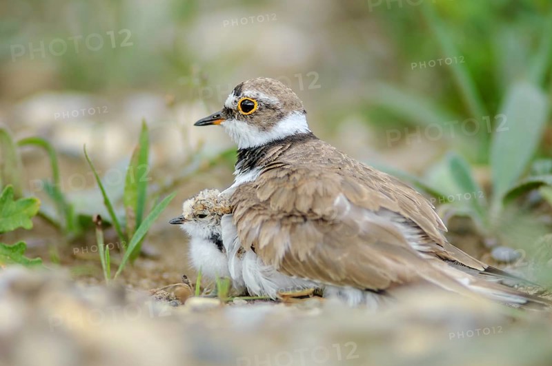 Little Plover (Charadrius dubius) with its chick on the banks of the Rhine. Bas-Rhin, Collectivite europeenne d'Alsace, Grand Est, France