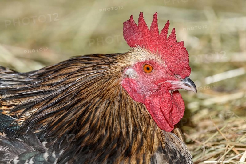 Farmyard rooster portrait with colorful plumage lying in the hay in the sun, free-range breeding in the open air. Bas-Rhin, Alsace, Grand Est, France