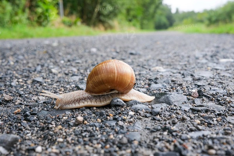 Snail on the black sand