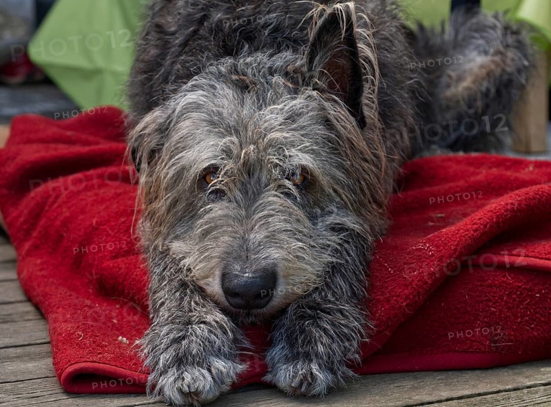 Portrait of an Irish Wolfhound (Canis lupus familiaris) with a dachshund look