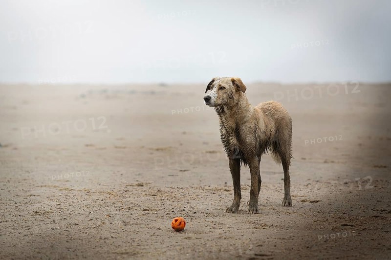 Dog (canis lupus familiaris), dirty after playing on the beach, Elbe, Hamburg, Germany