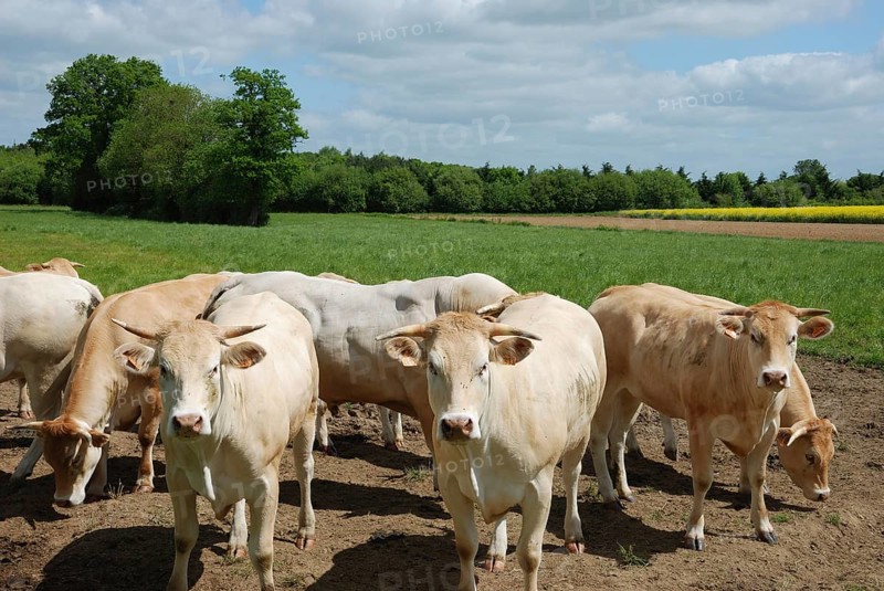Cow, Cows standing in a grassy field under a blue sky, surrounded by trees