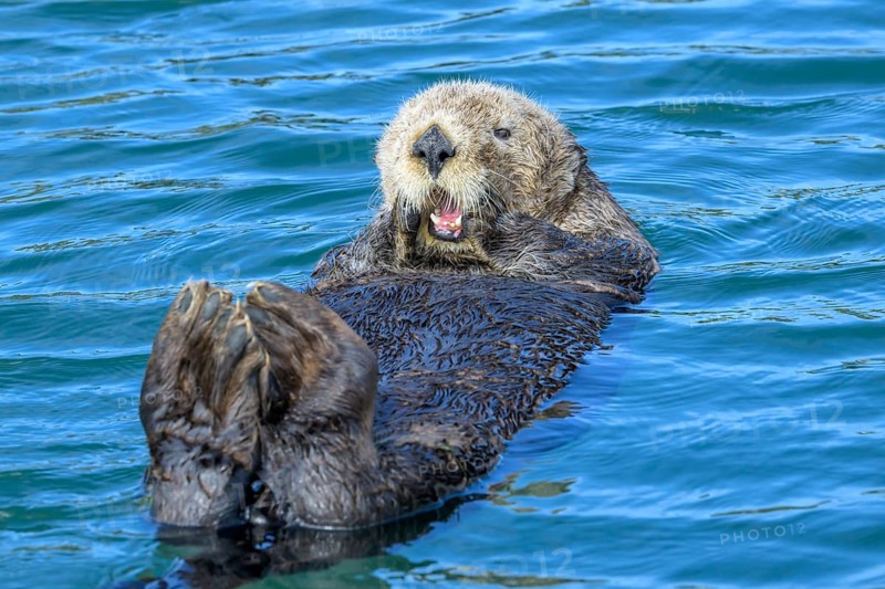 A sea otter (Enhydra lutris) lying relaxed on its back in the blue water, Seward, Alaska, USA