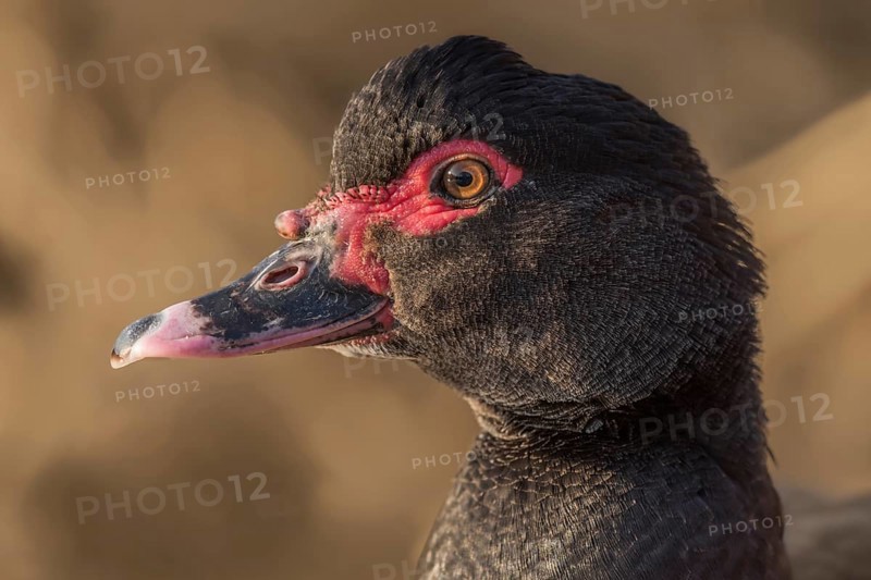 Portrait of brown Muscovy duck escaped in nature. Alsace, France