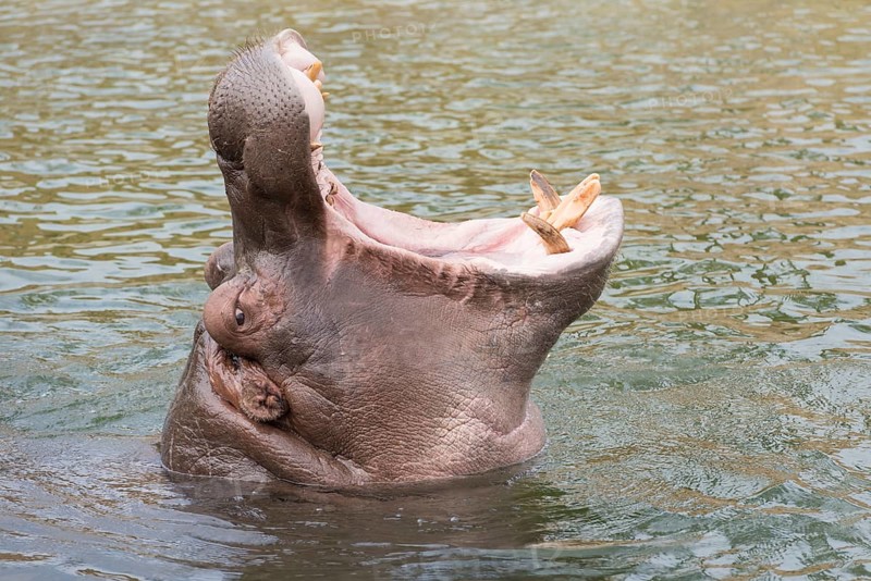 Head of a hippopotamus Hippopotamus amphibius with gaping mouth