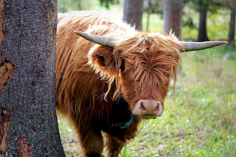 Young, timid and curious Highland bull peeks behind a tree