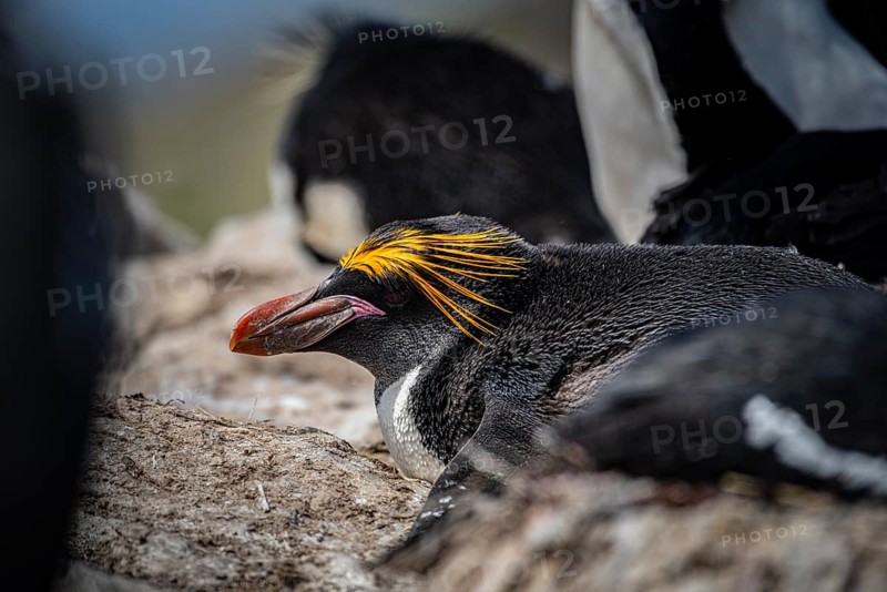 Golden crested penguin (Eudyptes chrysolophus), also macaroni penguin, Pebble Island, Falkland Islands, Great Britain, South Atlantic
