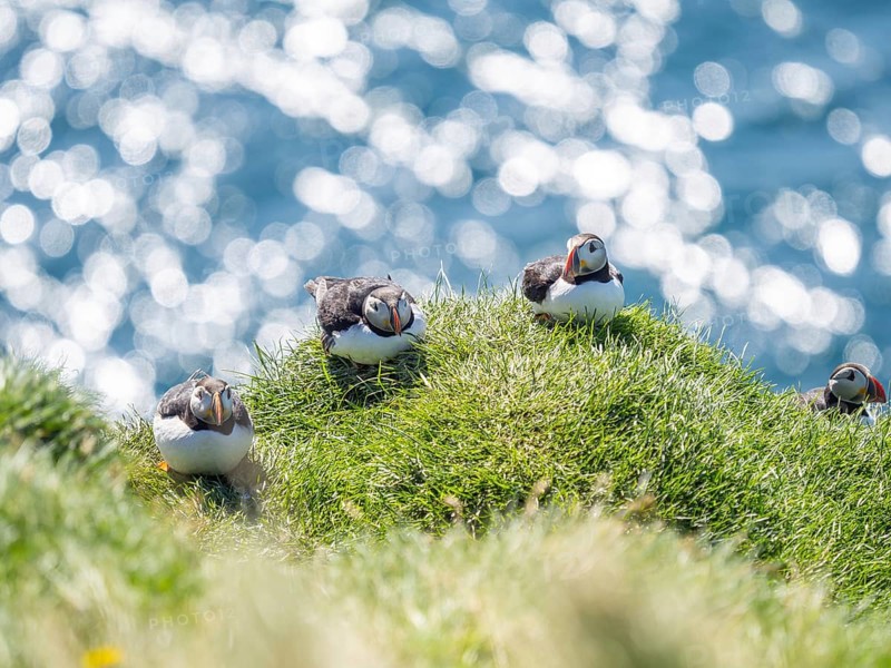 Puffin (Fratercula arctica) on a rocky cliff, Heimaey Island, Westman Islands, Iceland