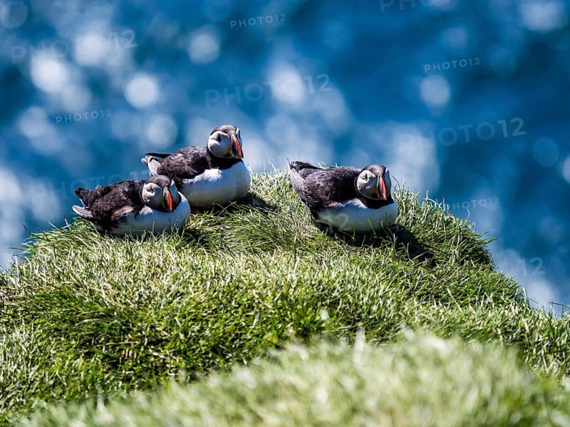 Puffin (Fratercula arctica) on a rocky cliff, Heimaey Island, Westman Islands, Iceland