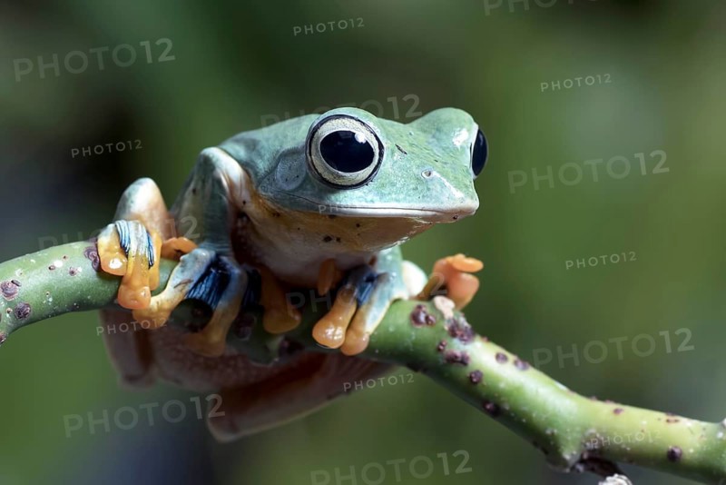 Flying green tree frog on a leaf