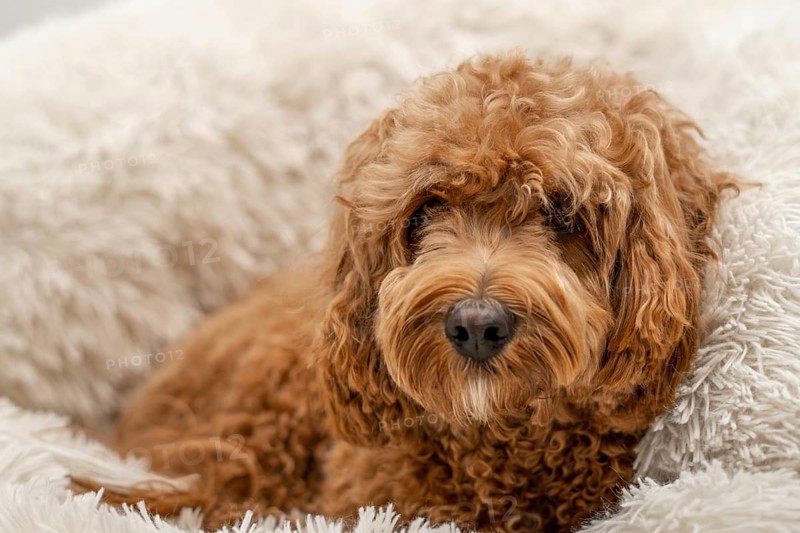 Cavapoo dog in his bed, mixed -breed of Cavalier King Charles Spaniel and Poodle
