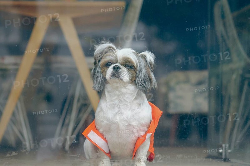 A Shih Tzu dog wearing an orange vest gazing through a glass window with a serious expression