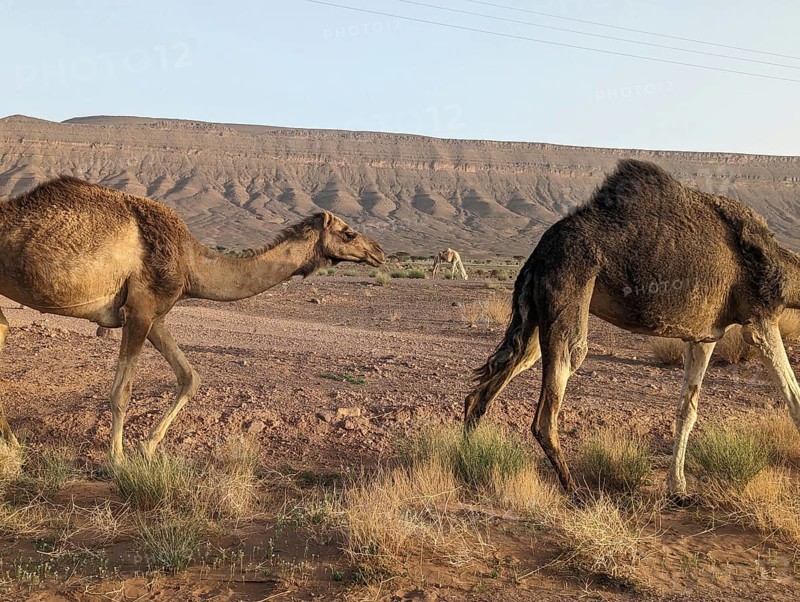 Dromedaries grazing in the Saharan desert in Morocco