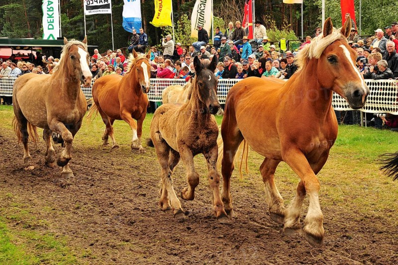 Europe's largest cold-blooded show Titans of the racecourse