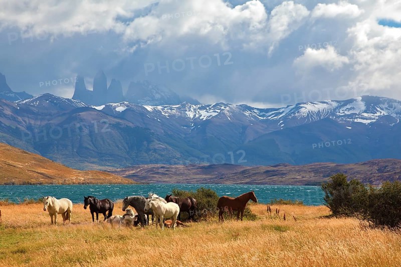 Chilean Andes. Fabulous lake Laguna Azul. In the distance visible rocks Torres del Paine. On the lake herd of horses grazing