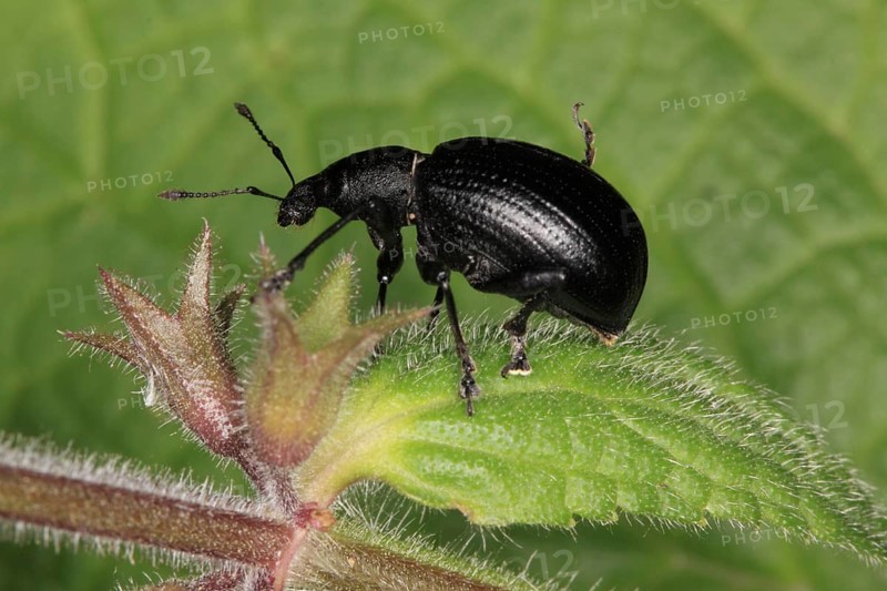 Black-legged weevil