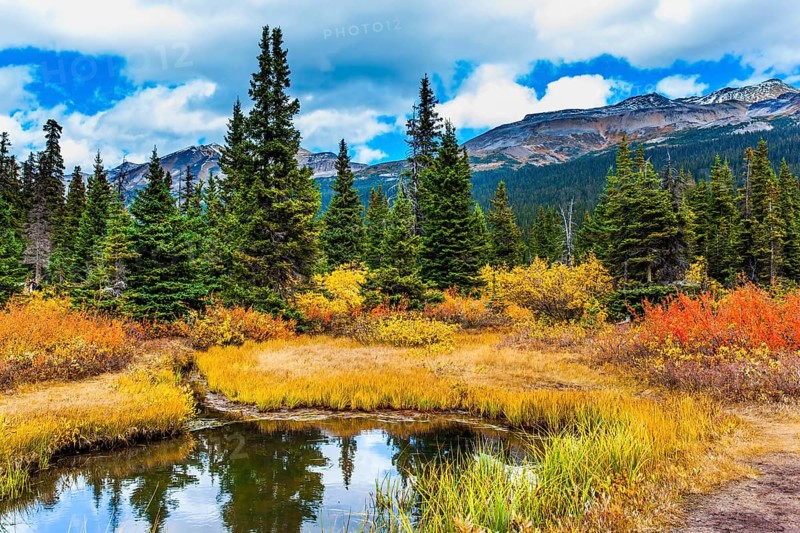 The Rockies of Canada. Small picturesque puddle reflects the cloudy sky. Red, yellow and orange grass on the shores of the Bow Lake. The concept of active, eco and photo tourism