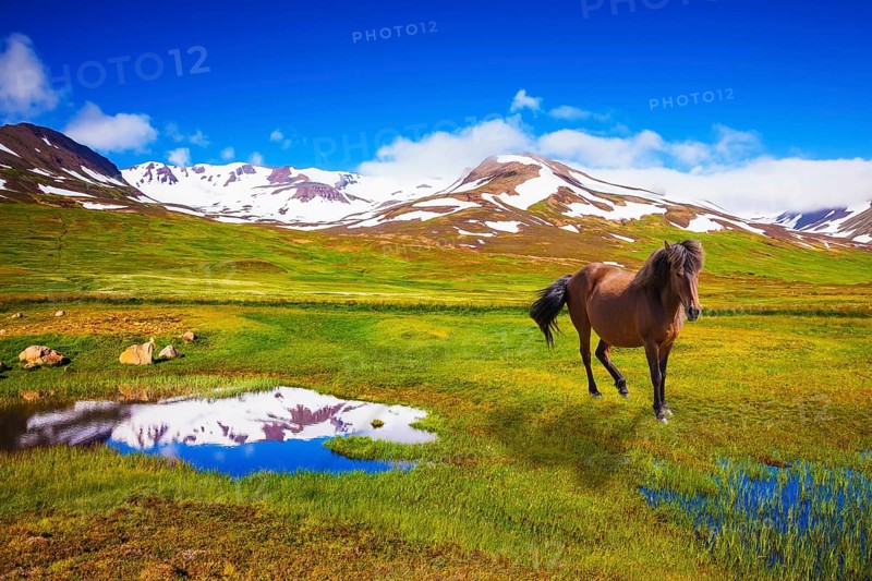 Bay Icelandic horse grazing in the meadow. Summer Iceland. Small lake surrounded by green fields