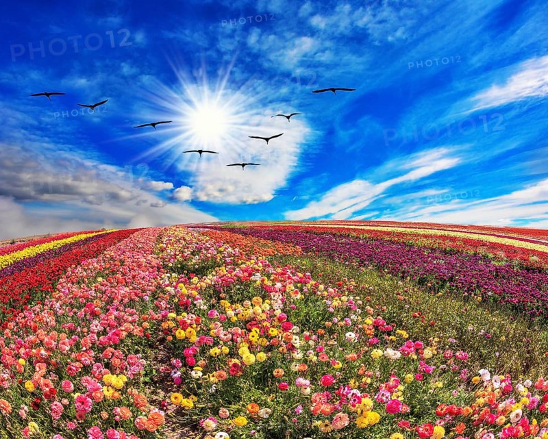 The field of flowers. Flies over a field flock of cranes. Flowers grow stripes of different colors - red, pink, maroon and yellow