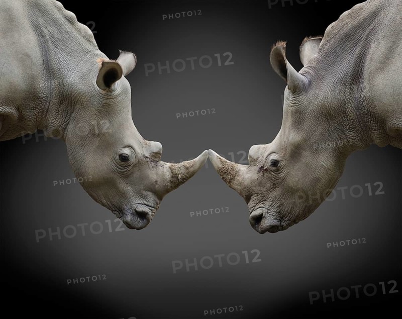 Two rhinos in threat posture opposite one another