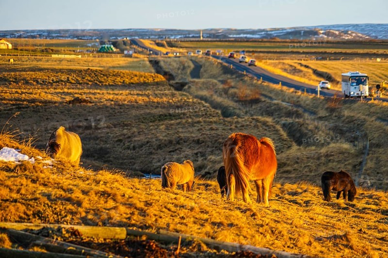 Iceland of grassland horse (wild). Shooting Location: Iceland, Reykjavik