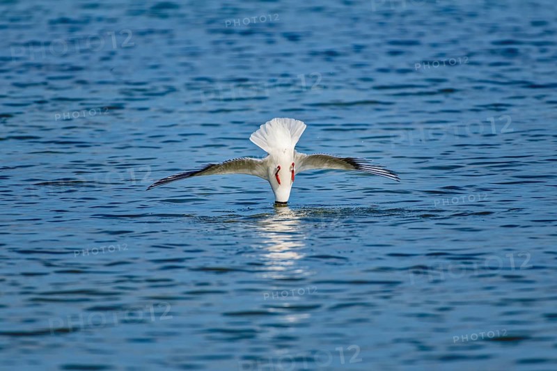 A black-headed gull (Chroicocephalus ridibundus) dives headfirst into the water, wings outstretched under a blue sky, Wismar, Mecklenburg-Western Pomerania, Germany