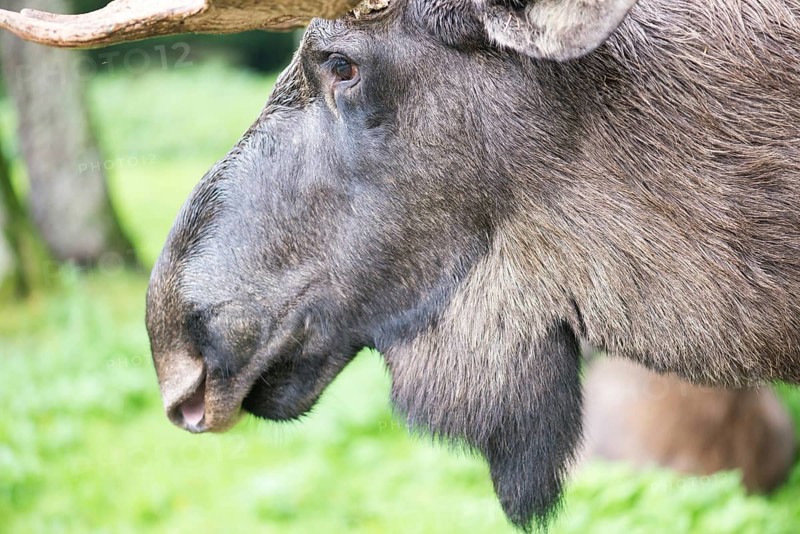 Detail of the head of a male elk moose in autumn, Alces alces
