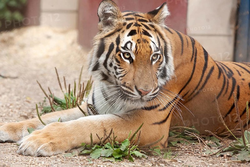 Rescued tiger lying relaxed in the enclosure, 2015