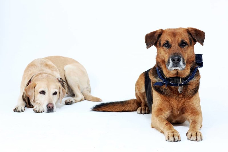 Portrait of 2 dogs in the studio