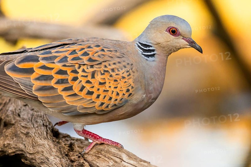 Turtle Dove, Streptopelia turtur, Mediterranean Forest, Castilla y Leon, Spain
