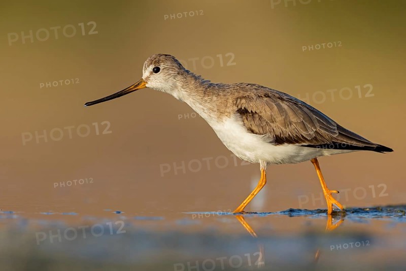Terek sandpiper, (Xenus cinereus), animal, animals, bird, birds, snipe family, snipe, biotope, habitat, foraging Salalah, Raysut, Sohar, Oman