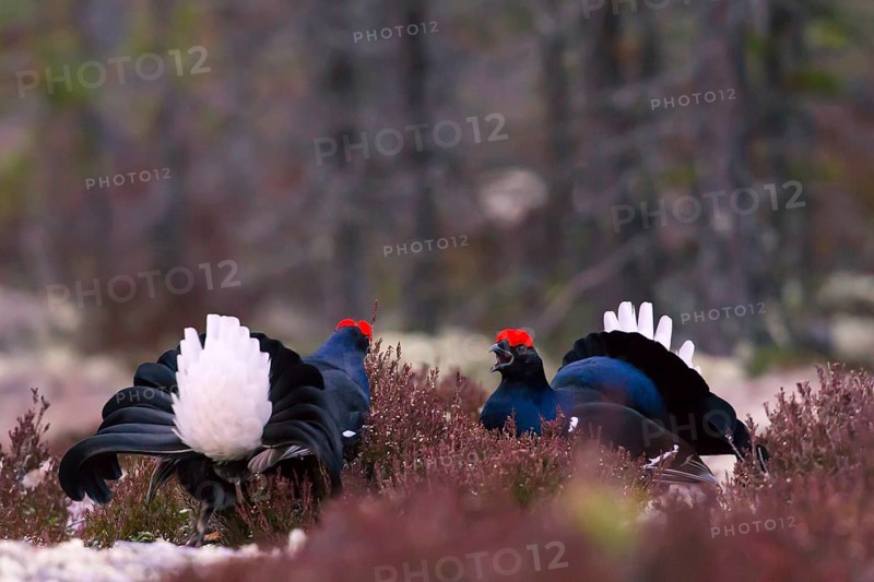 Black grouse, Lyrurus tetrix, Tetrao tetrix, Bavaria, Bavaria, Federal Republic of Germany