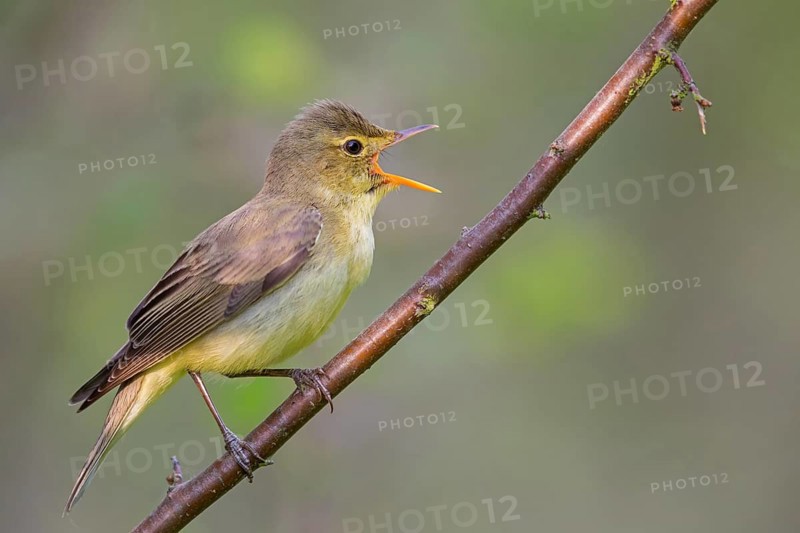 Icterine Warbler, Hippolais icterina, HypolaÔs ictÈrine, Zarcero Icterino, Worms, Rhineland-Palatinate, Germany
