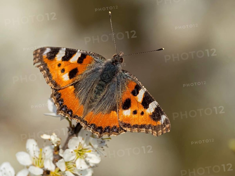 Small tortoiseshell, (Aglais urticae), butterfly, butterfly, animals, insects, butterflies, sits on fruit tree blossoms, NSG Der Spieß, district Worms, Rhineland-Palatinate, Germany