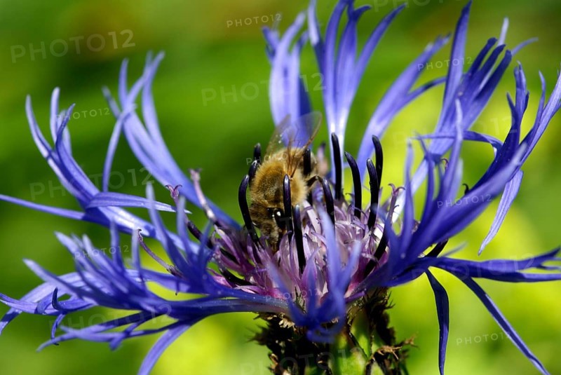 Blue cornflower with bee in the garden. Blue cornflower with bee