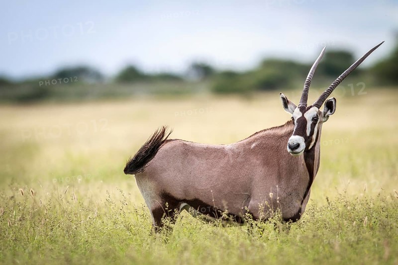 Gemsbok standing in high grass in the Central Khalahari, Botswana