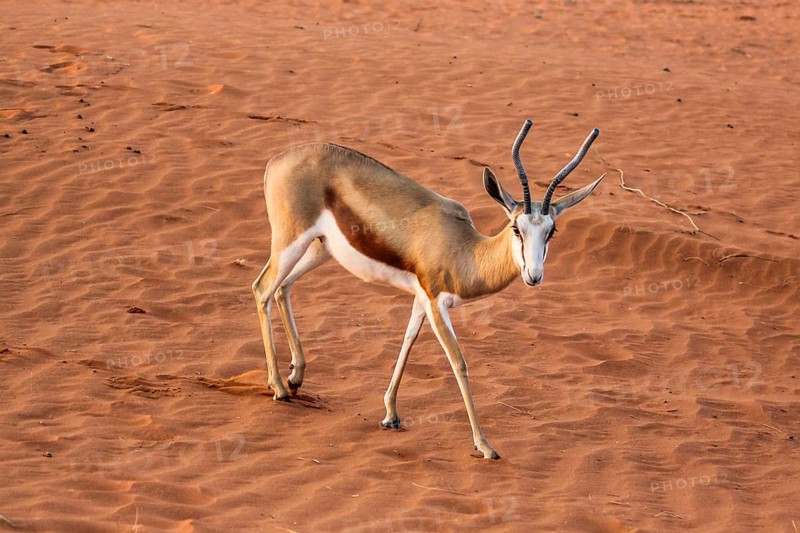 Springbok on the red dunes of the Kalahari desert, Namibia