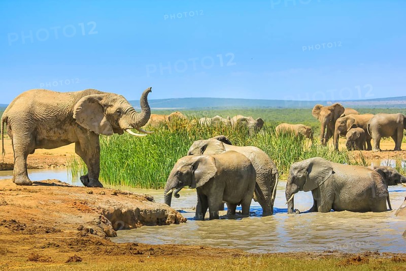 African Elephants near a large pool and others inside the water that cool down with mud. Addo Elephant National Park, Eastern Cape, South Africa. Summer season in a sunny day