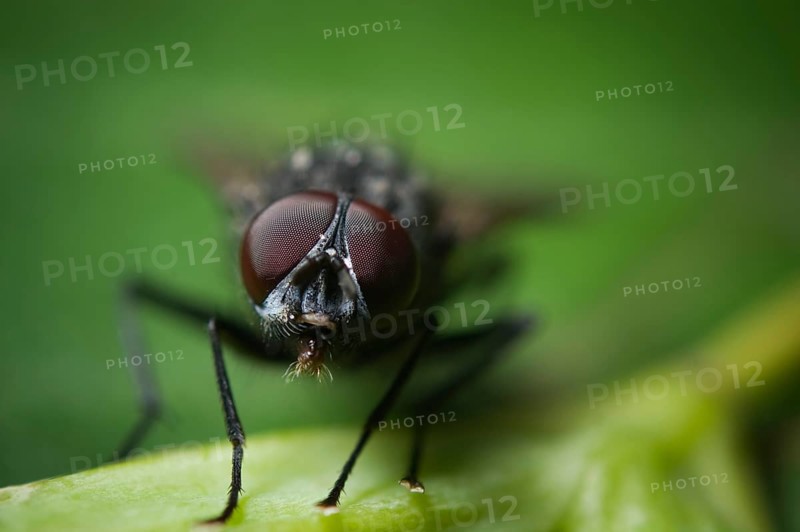 Frontal full body view of a housefly (Musca domestica) sitting quietly on a leaf