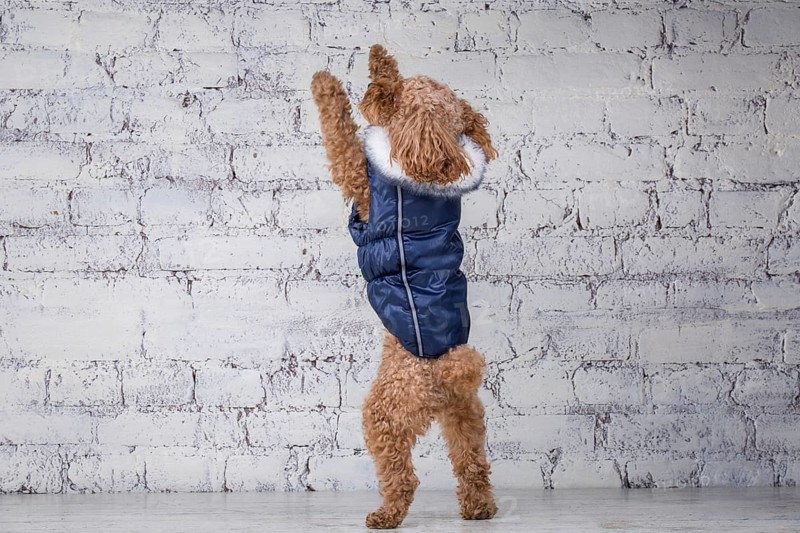 Small funny dog of brown colour with curly hair of toy poodle breed posing in clothes for dogs. Subject accessories and fashionable outfits for pets. Stylish overalls, suit for cold weather for animal