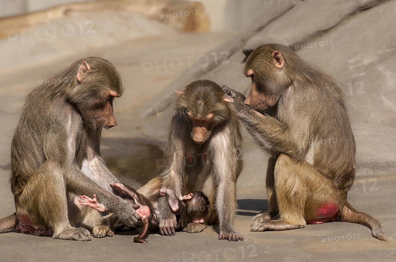 A group of mantled baboons at play and grooming