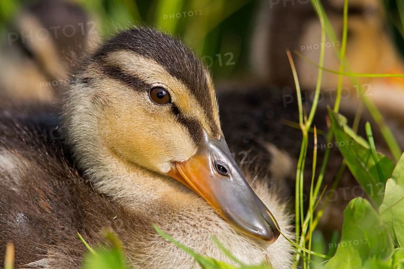 Mallard, chick, juvenile, baby duck, swims in the water, sideways, (Anas platyrhynchos), female, Canard colvert, Azulón, Rosensteinpark, Stuttgart, Baden-Württemberg, Federal Republic of Germany